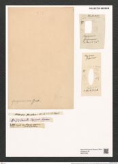 Plagiogramma staurophorum (Greg.) Heib. (de-Toni-Nr.: Genus 83, Species 2898) Zeichnungen Sammlung Grunow (NHMW-BOT-W0374338)